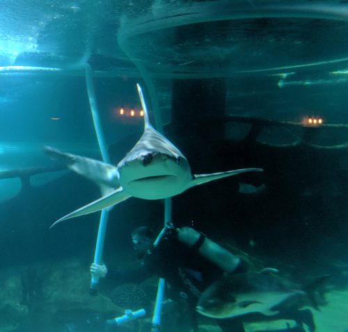 Shark at the Cleveland Aquarium