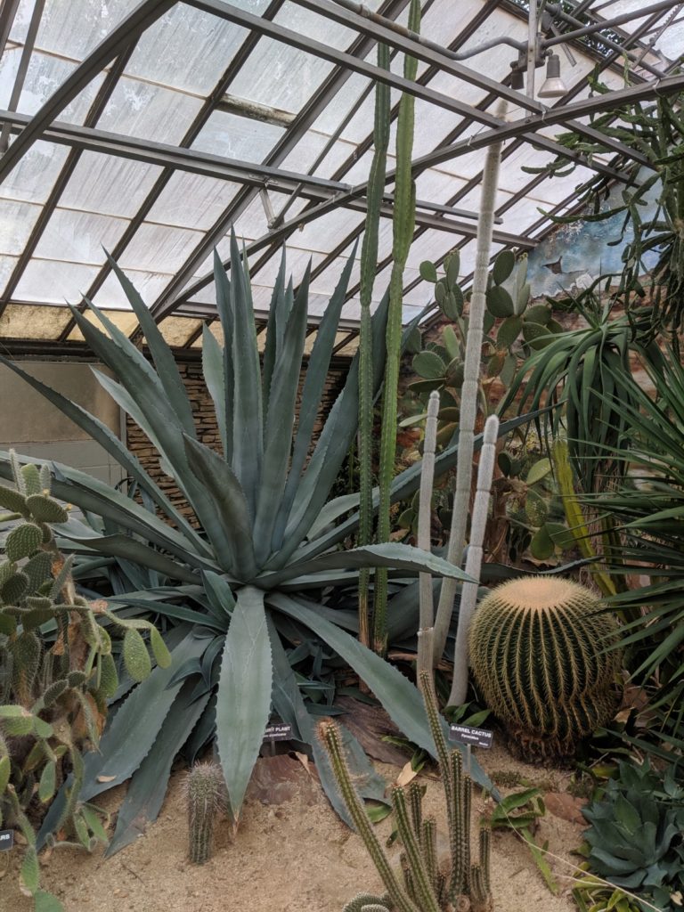 Cacti at Greenhouse