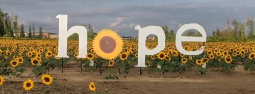 Maria's Field of Sunflowers